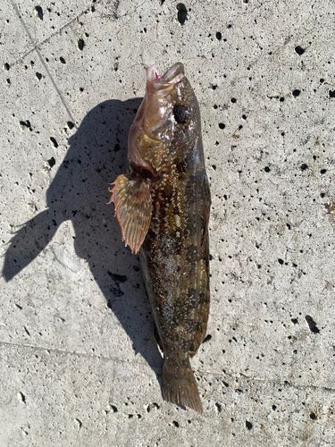 アイナメの釣果