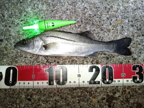 セイゴ（マルスズキ）の釣果