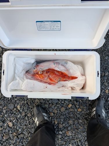 ウッカリカサゴの釣果