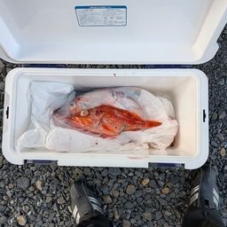 ウッカリカサゴ