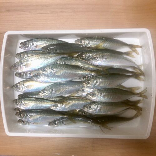 アジの釣果