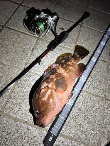 キジハタの釣果