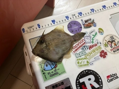 カワハギの釣果
