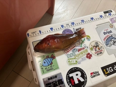 ホシササノハベラの釣果