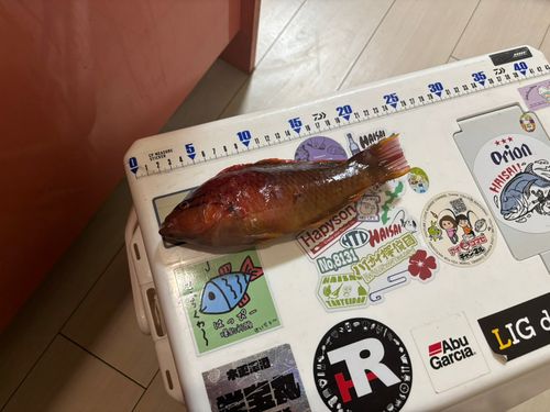 ホシササノハベラの釣果