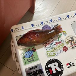 ホシササノハベラ