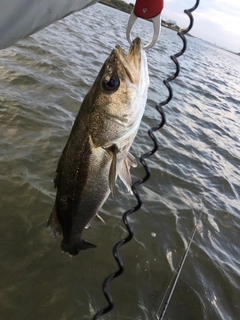 スズキの釣果