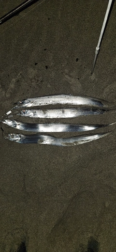 タチウオの釣果