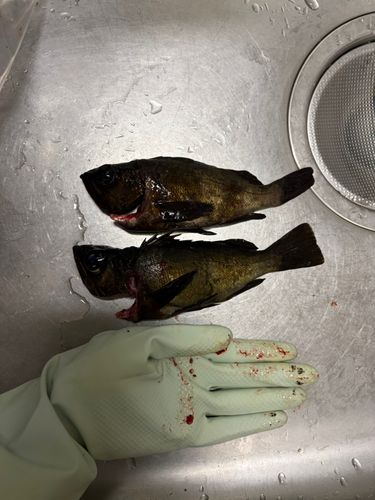 メバルの釣果