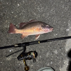 ゴマフエダイの釣果