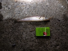 シロギスの釣果