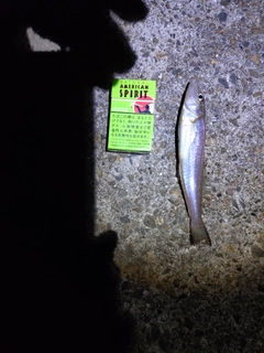 シロギスの釣果