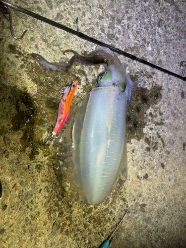 アオリイカの釣果