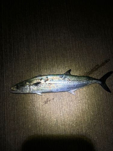 サゴシの釣果