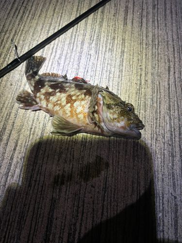 アラカブの釣果