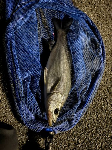 ヒラスズキの釣果