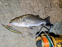 セイゴ（ヒラスズキ）の釣果