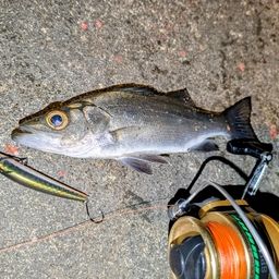 セイゴ（ヒラスズキ）