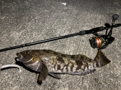 アイナメの釣果