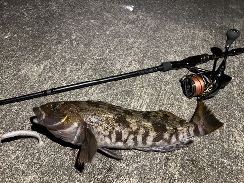 アイナメの釣果