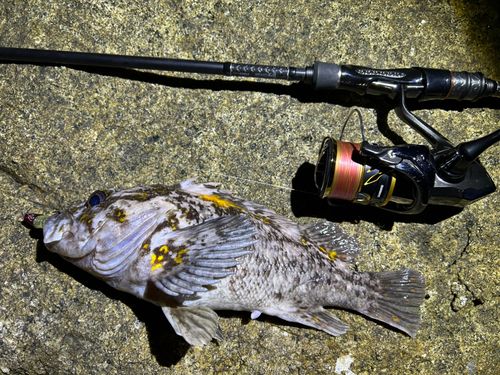 オウゴンムラソイ