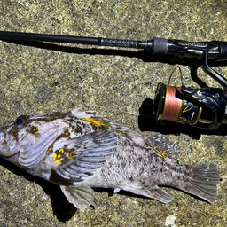 オウゴンムラソイ