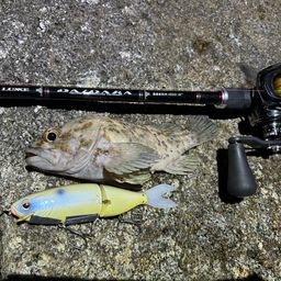 オウゴンムラソイ