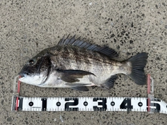 チヌの釣果