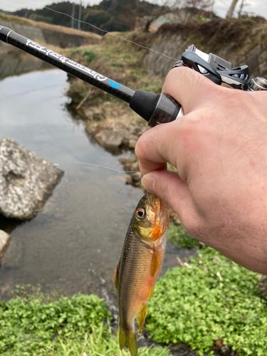 カワムツの釣果
