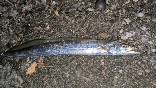 タチウオの釣果