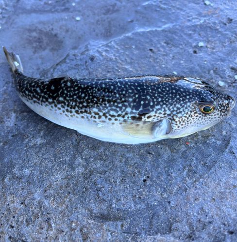 ショウサイフグの釣果