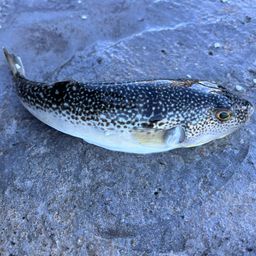 ショウサイフグ