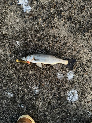 セイゴ（マルスズキ）の釣果