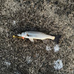 セイゴ（マルスズキ）