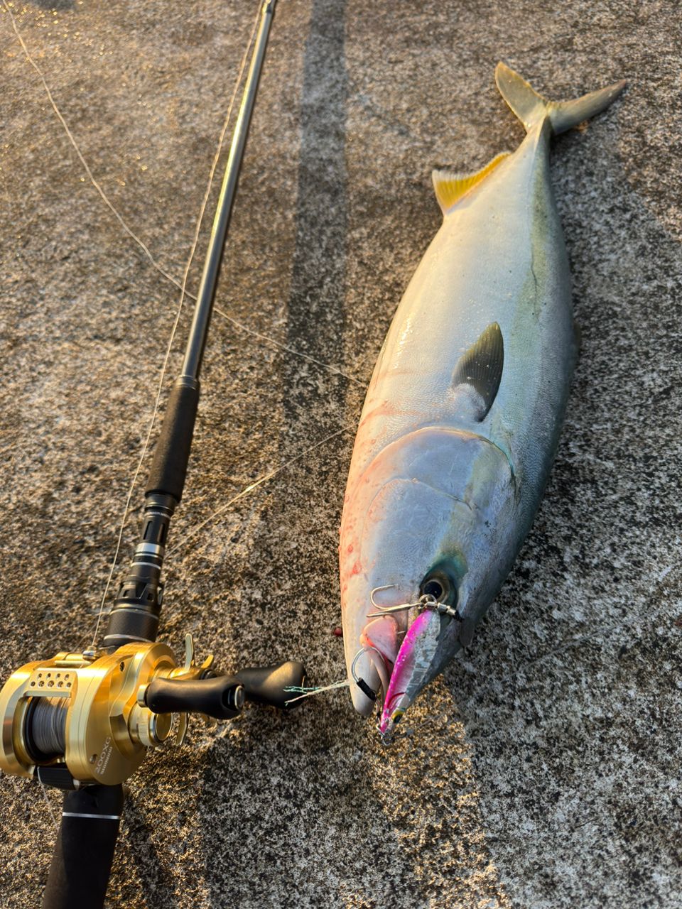 釣り人アングラー アングラー21090628さんの2026年01月13日(火)の釣行(茨城県 - 鹿島灘