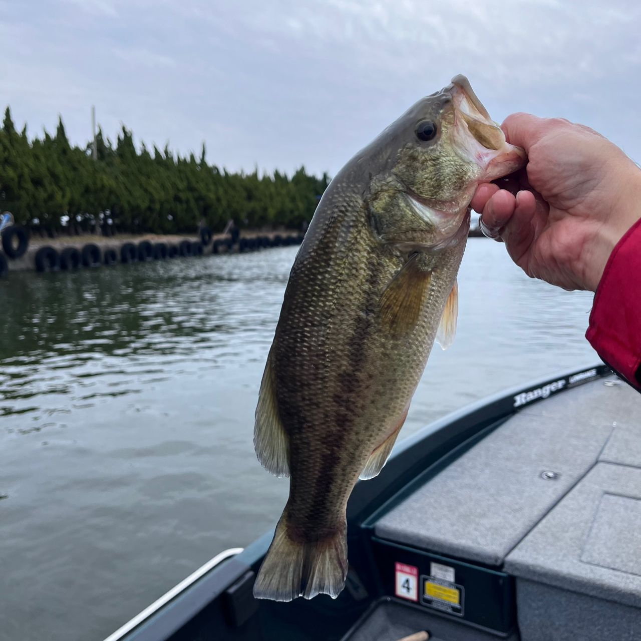 ラージマウスバス