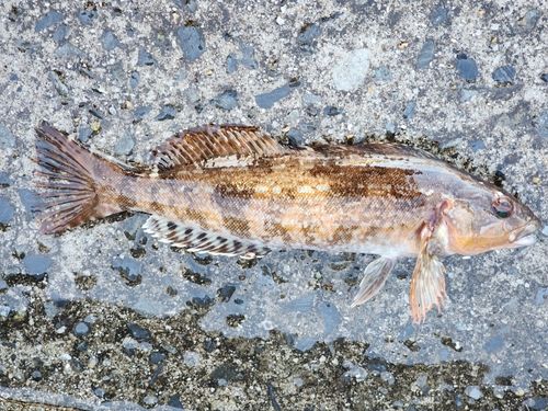 アイナメの釣果