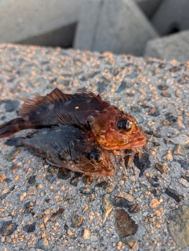 中川河口（兵庫）