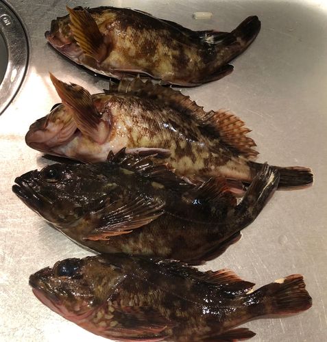 磯子海づり施設