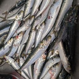 イワシ