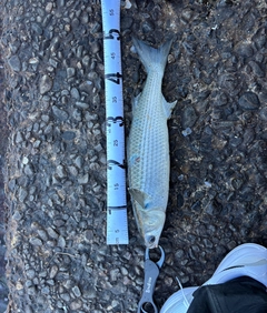 ボラの釣果