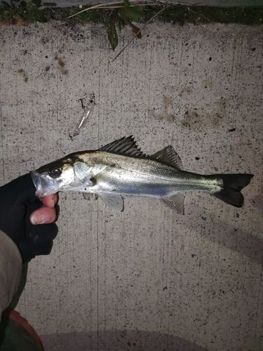 セイゴ（マルスズキ）の釣果