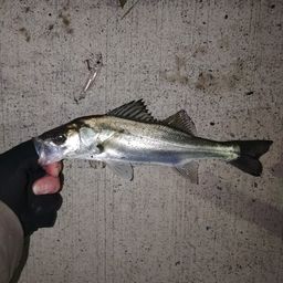 セイゴ（マルスズキ）