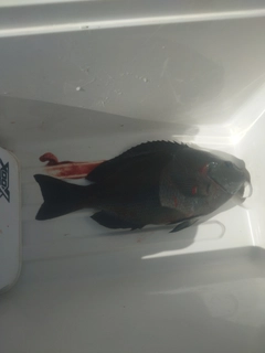 グレの釣果