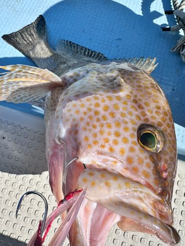 オオモンハタの釣果