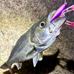 フッコ（マルスズキ）