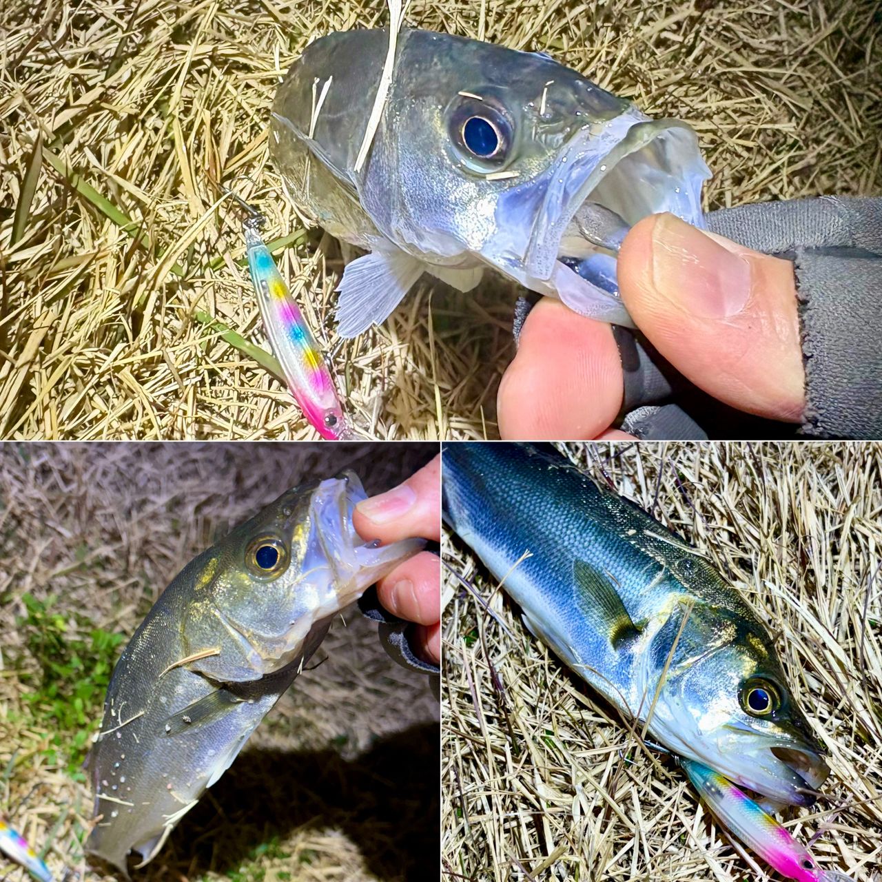 セイゴ（マルスズキ）