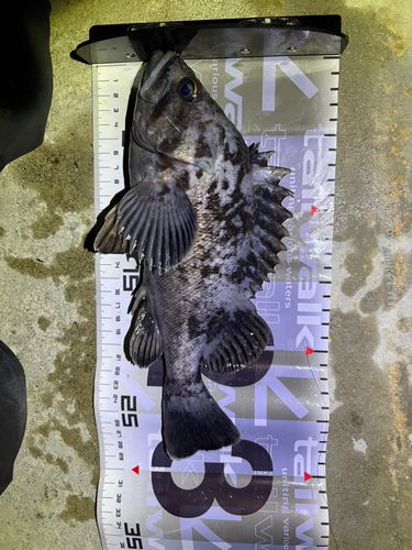 クロソイの釣果