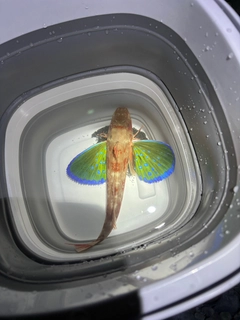 ホウボウの釣果