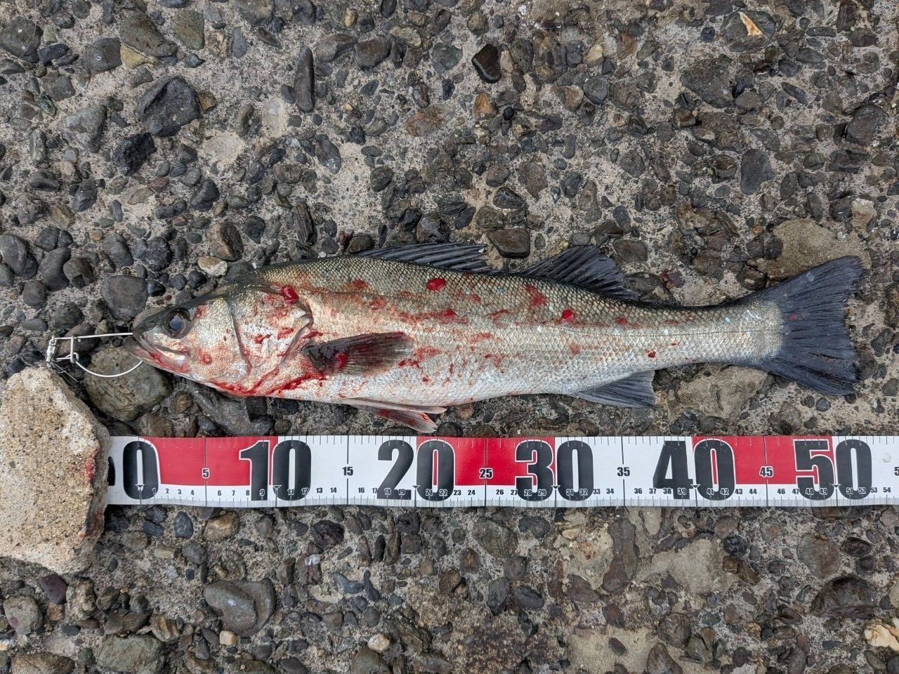 セイゴ（タイリクスズキ）